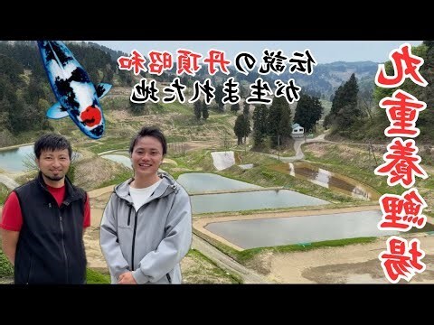 錦鯉 丹頂昭和